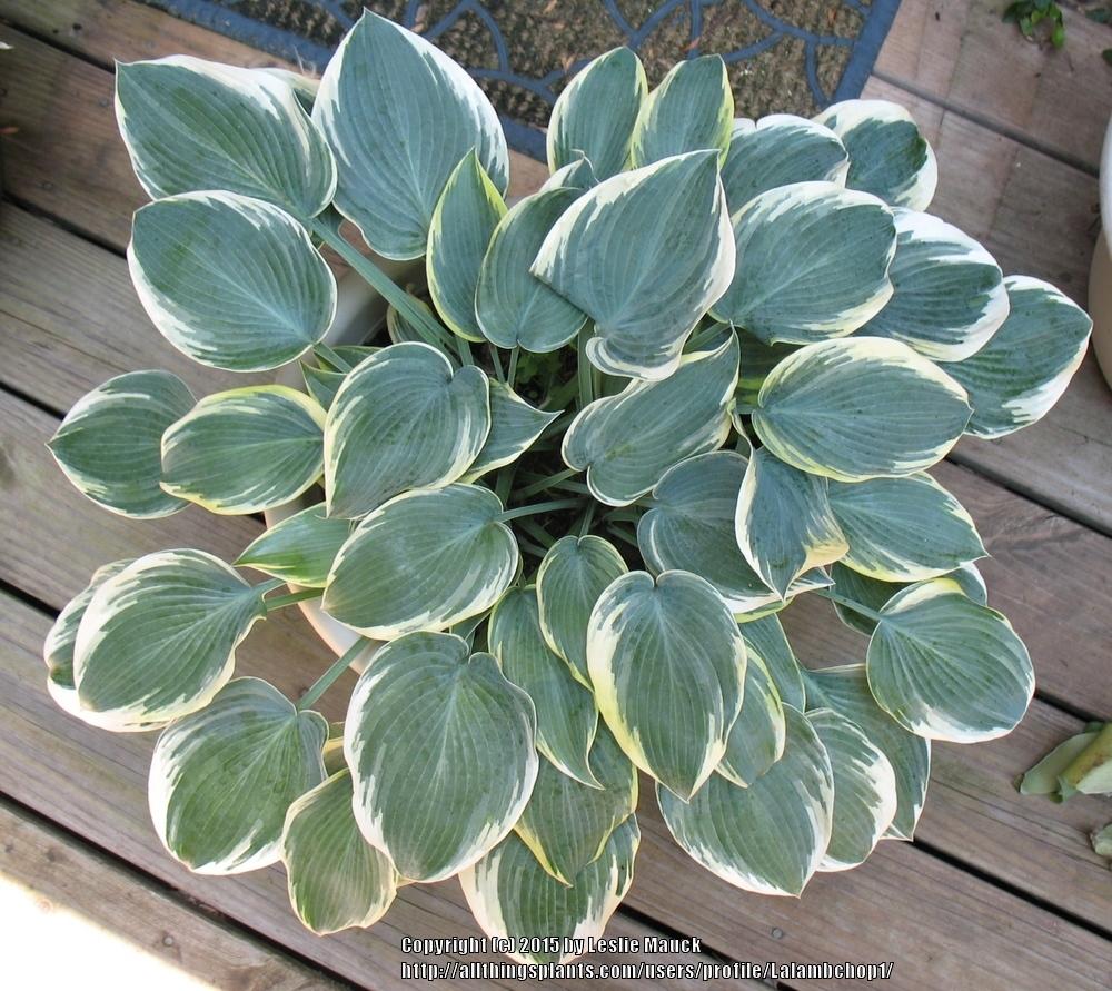 Photo of Hosta 'First Frost' uploaded by Lalambchop1
