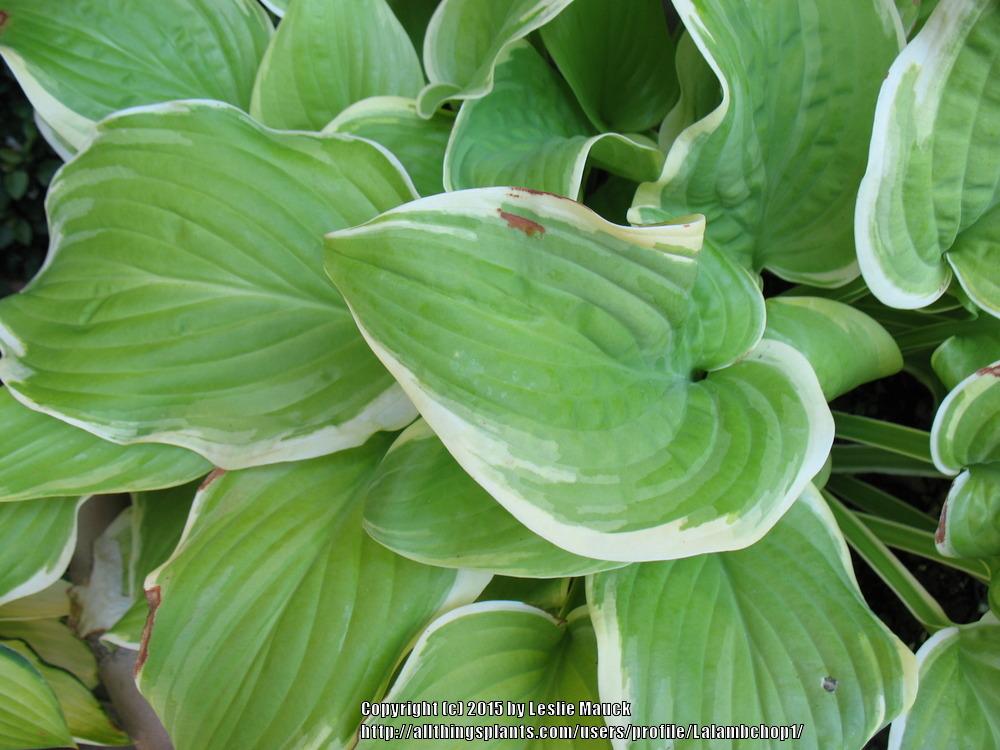 Photo of Hosta 'Fragrant Bouquet' uploaded by Lalambchop1