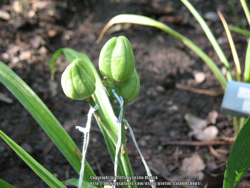 Photo of Daylily (Hemerocallis 'Fin and Feather') uploaded by Lalambchop1
