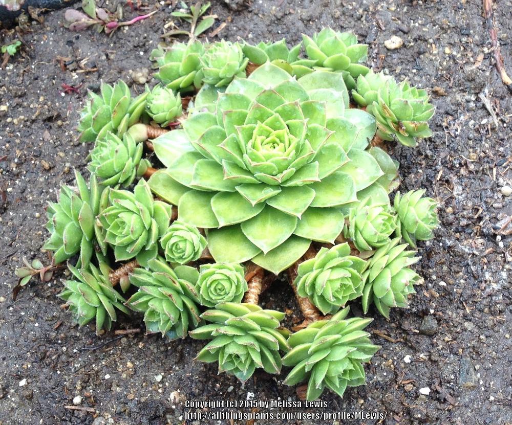 Photo of Hen and Chicks (Sempervivum 'Pluto') uploaded by MLewis