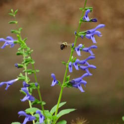 Location: southeast alabama
Date: 2015-06-13
This is the most erect salvia I own and the most beautiful blue c