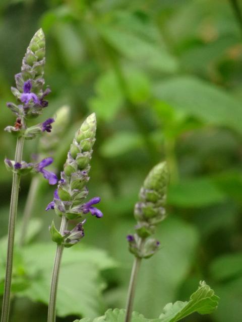 Photo of Sage (Salvia Mystic Spires) uploaded by Sheridragonfly