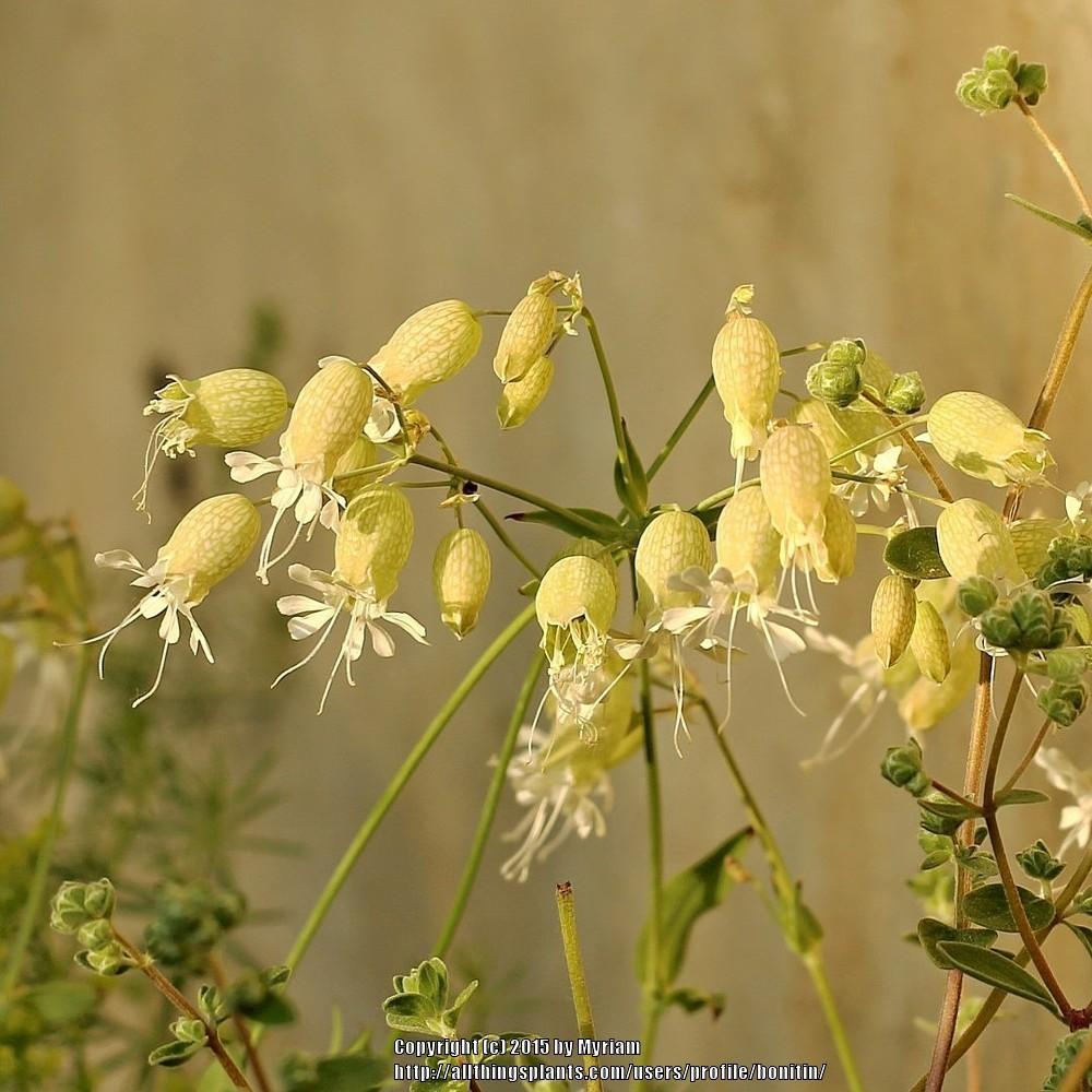 Photo of Bladder Campion (Silene vulgaris) uploaded by bonitin