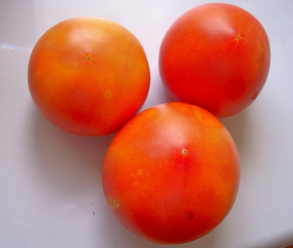 Photo of Tomato (Solanum lycopersicum 'Red Morning') uploaded by farmerdill