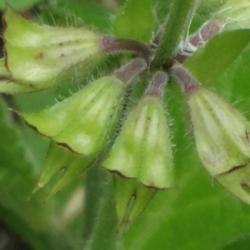 Location: Savannah, Georgia, USA
Date: Apr 2015
Salvia lyrata unripe seed pods