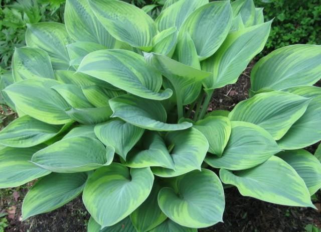 Photo of Hosta 'Alex Summers' uploaded by robertduval14