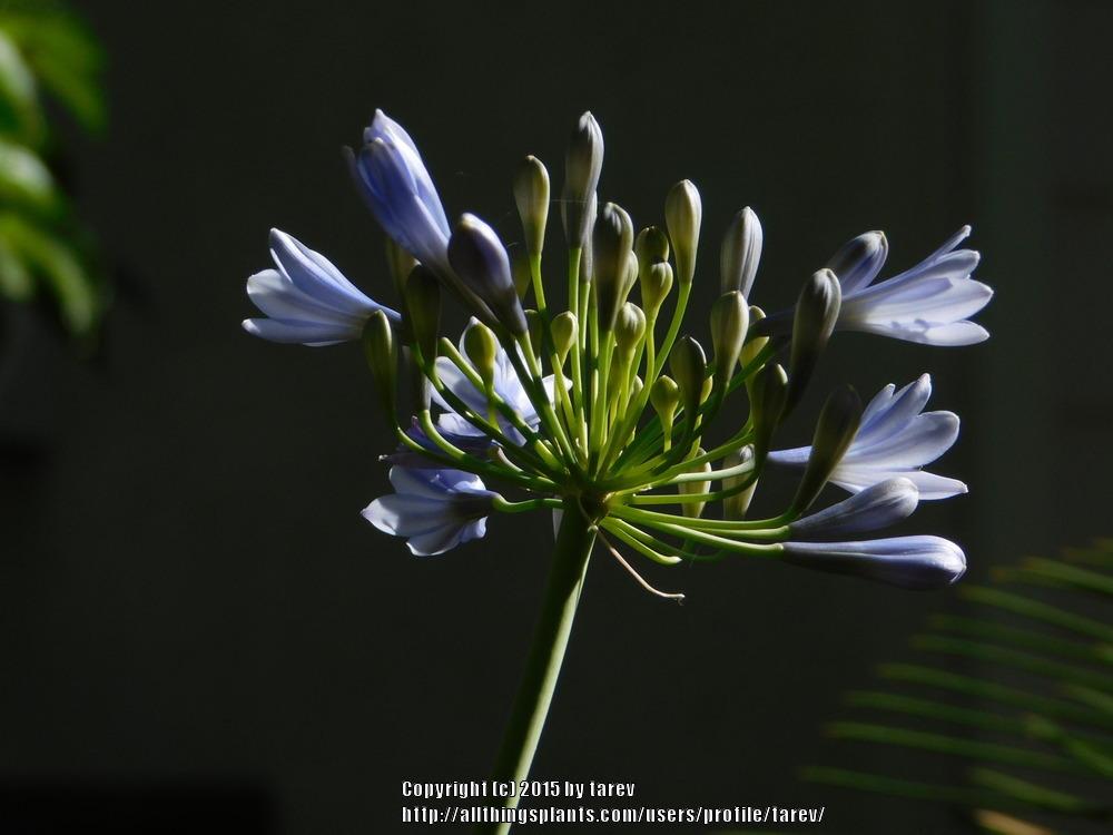 Photo of Lily of the Nile (Agapanthus) uploaded by tarev