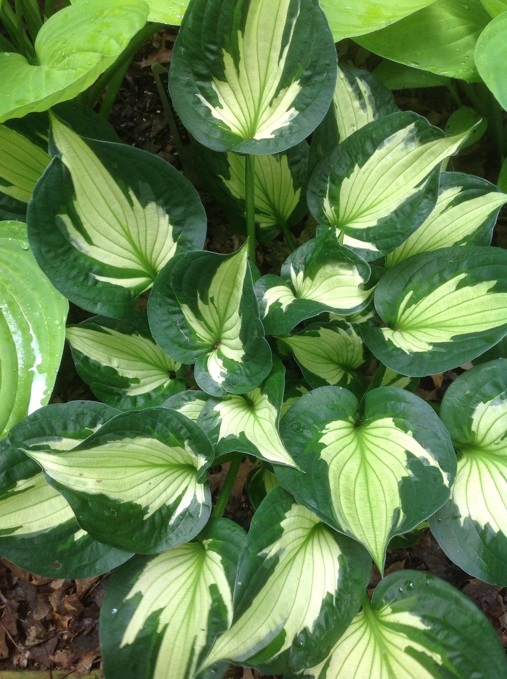 Photo of Hosta 'Whirlwind' uploaded by Cookies4kids