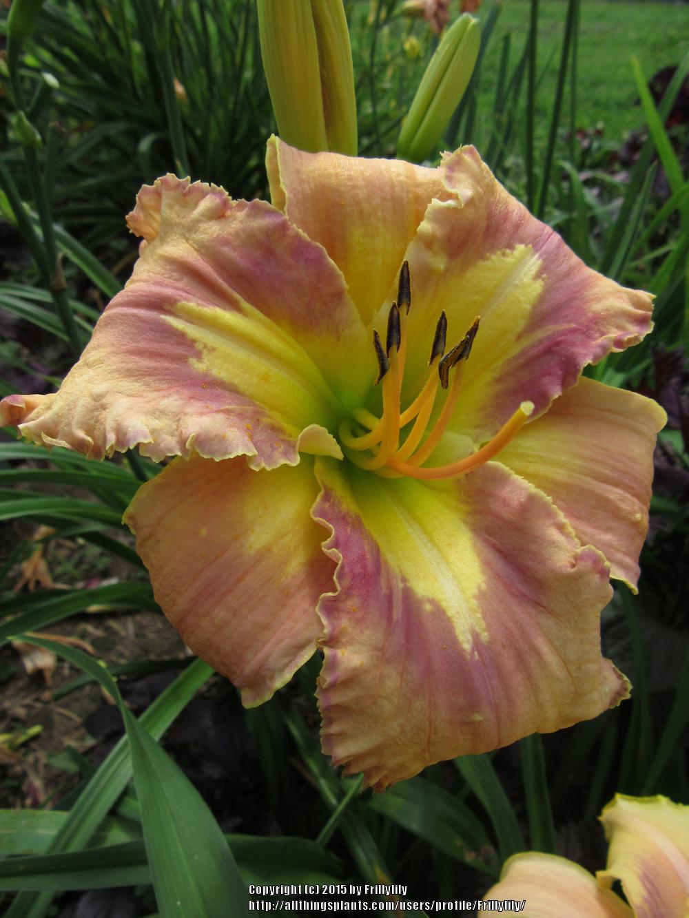 Photo of Daylily (Hemerocallis 'Lighter than Air') uploaded by Frillylily