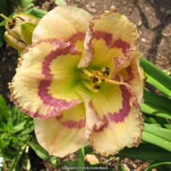 Location: Blythewood, SC
Date: 2012-05-24
Taken at Peggy Jeffcoat's Singing Oakes Daylilies.