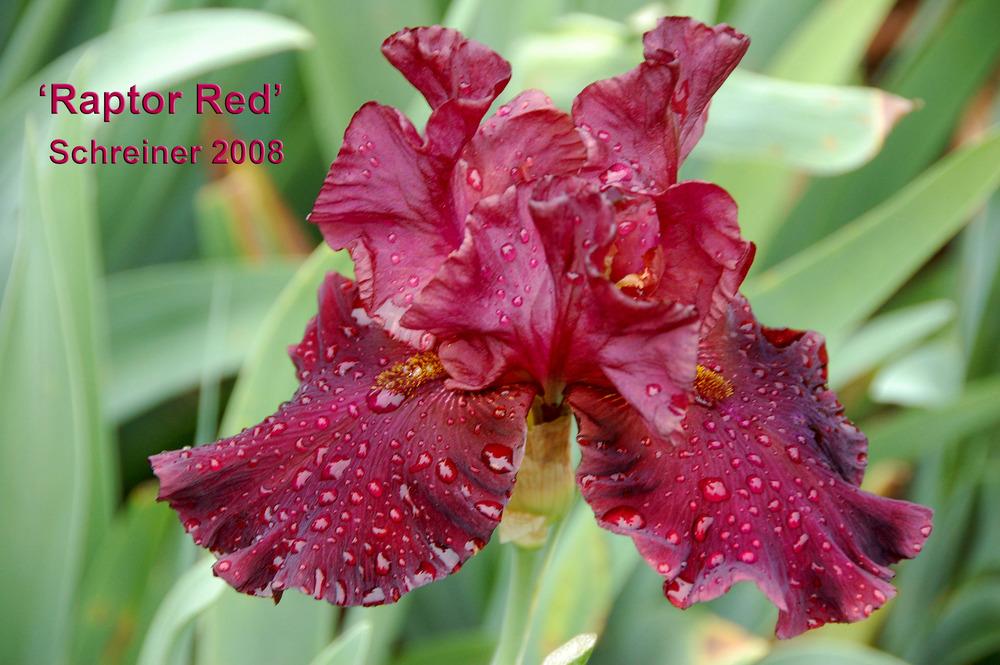 Photo of Tall Bearded Iris (Iris 'Raptor Red') uploaded by Mikey