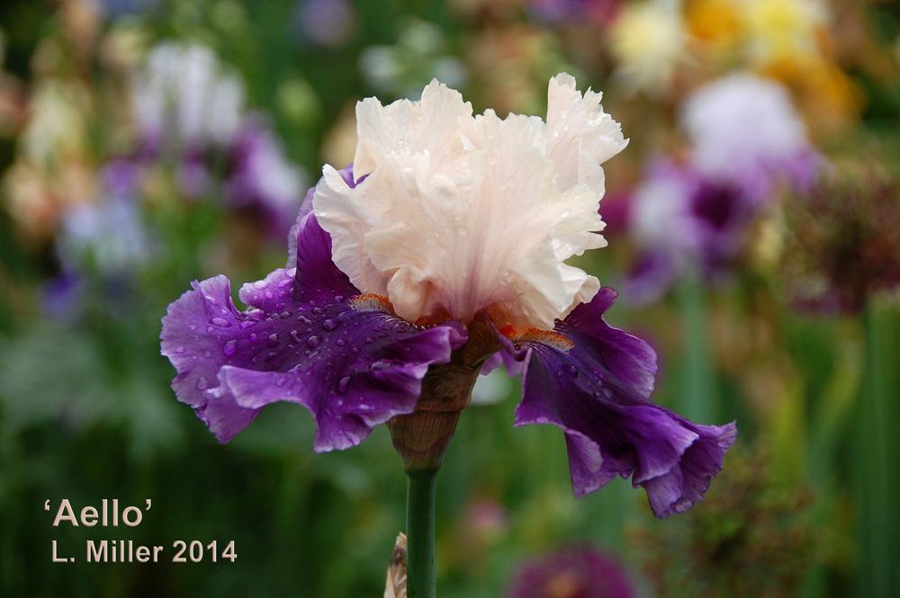 Photo of Tall Bearded Iris (Iris 'Aello') uploaded by Mikey
