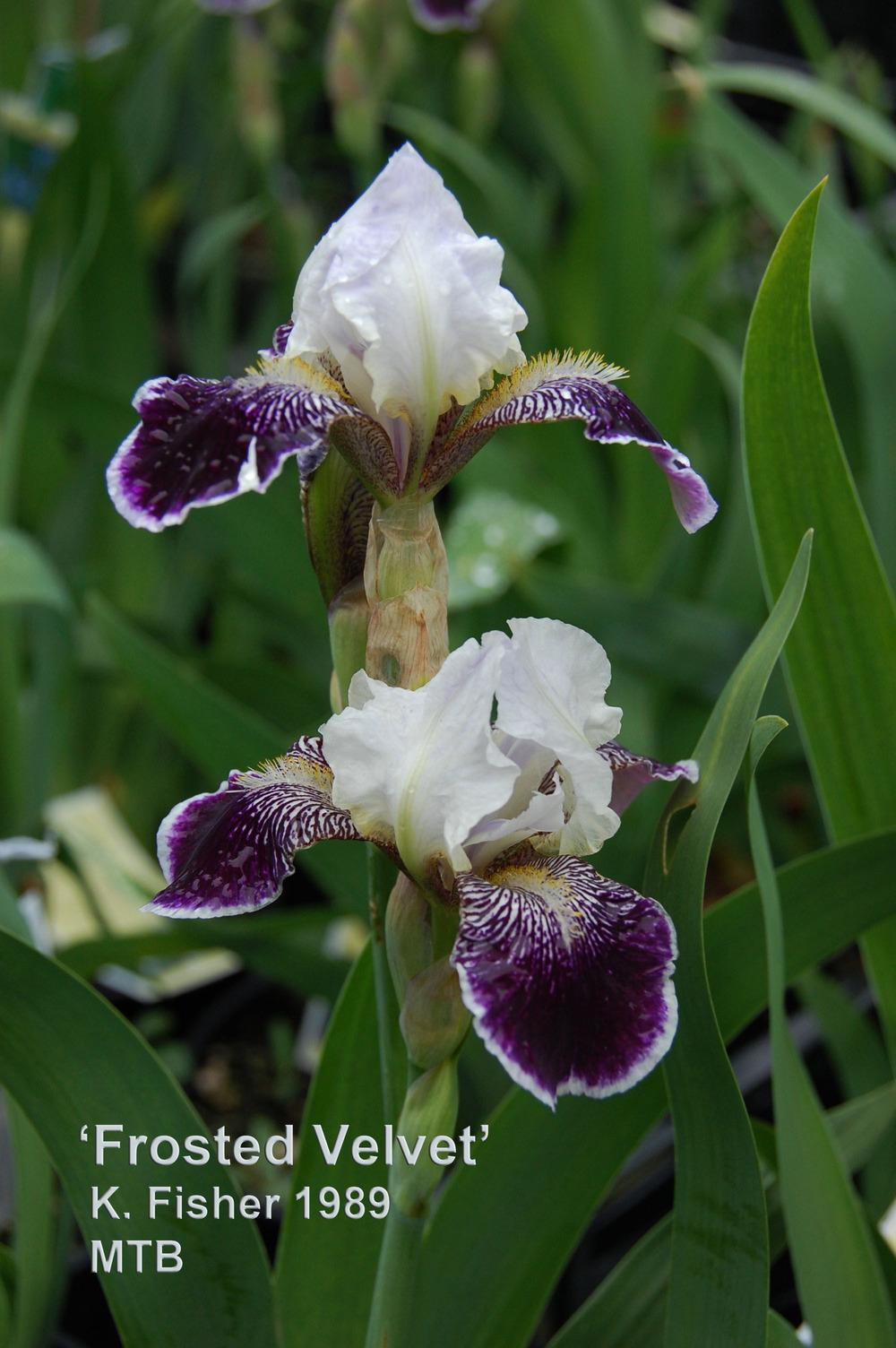 Photo of Miniature Tall Bearded Iris (Iris 'Frosted Velvet') uploaded by Mikey