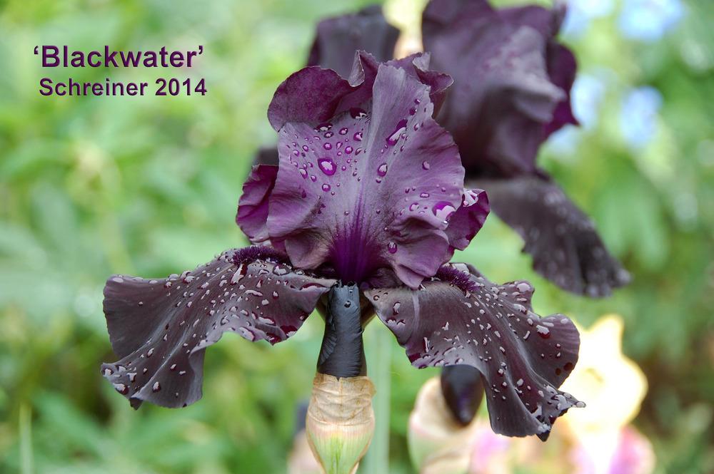 Photo of Tall Bearded Iris (Iris 'Blackwater') uploaded by Mikey