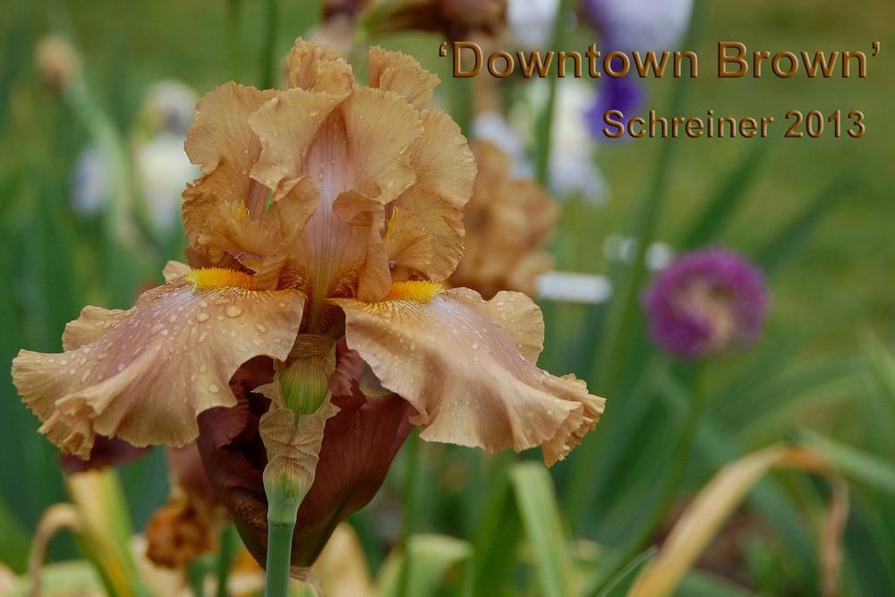Photo of Tall Bearded Iris (Iris 'Downtown Brown') uploaded by Mikey