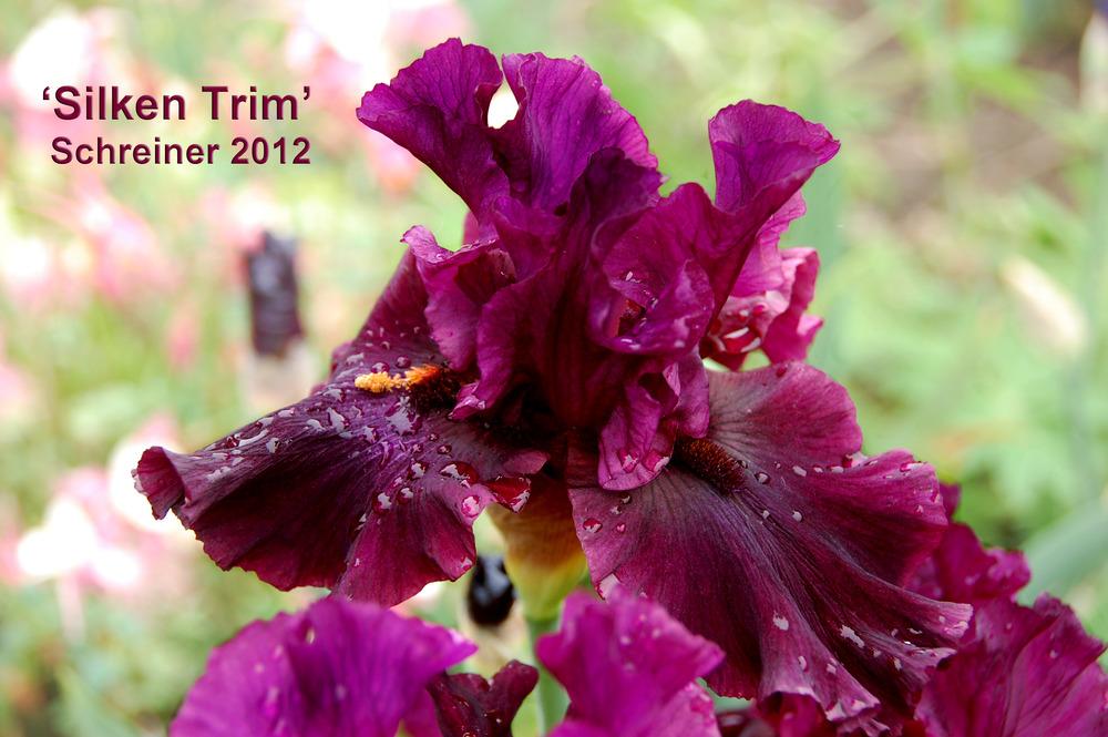 Photo of Tall Bearded Iris (Iris 'Silken Trim') uploaded by Mikey
