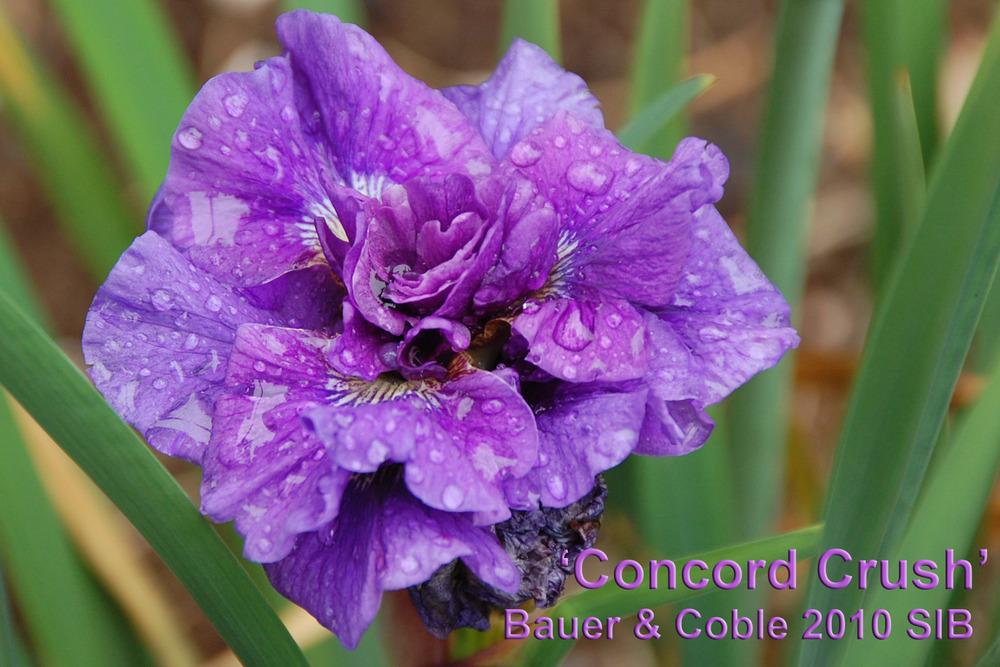 Photo of Siberian Iris (Iris 'Concord Crush') uploaded by Mikey