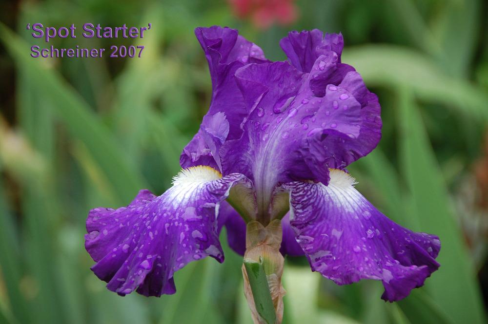 Photo of Tall Bearded Iris (Iris 'Spot Starter') uploaded by Mikey