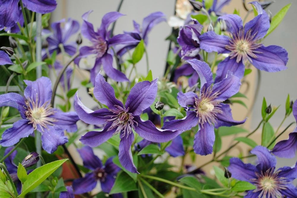 Photo of Clematis Sapphire Indigo™ uploaded by chelle