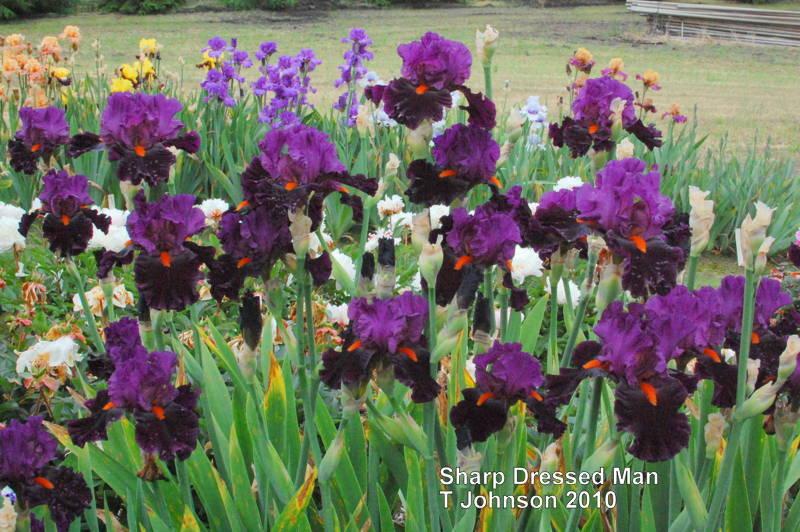 Photo of Tall Bearded Iris (Iris 'Sharp Dressed Man') uploaded by coboro