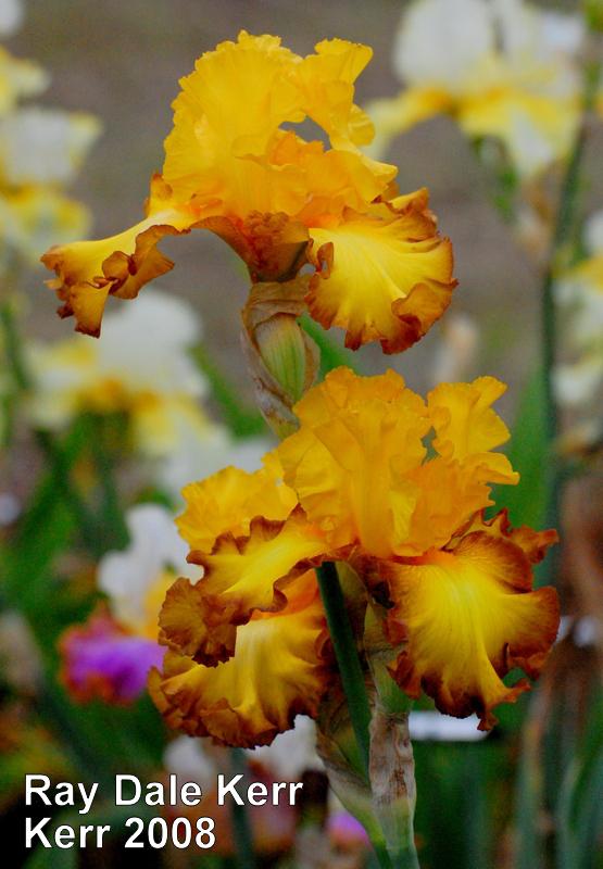 Photo of Tall Bearded Iris (Iris 'Ray Dale Kerr') uploaded by coboro