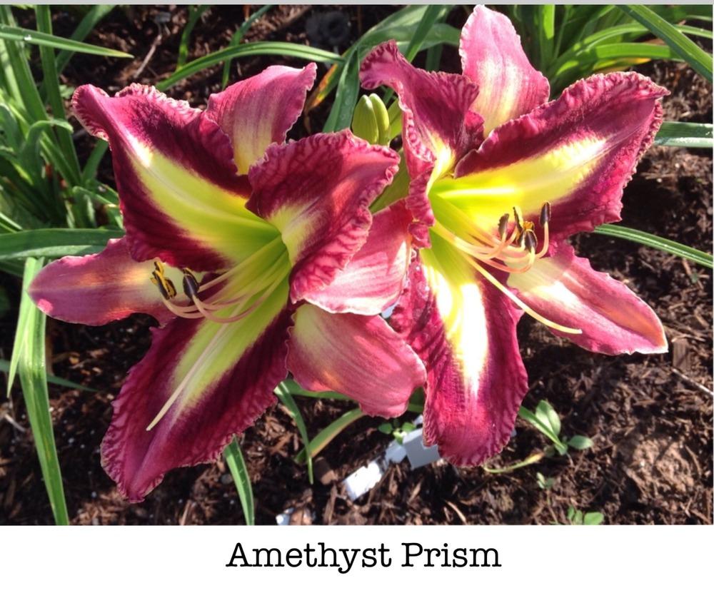 Photo of Daylily (Hemerocallis 'Amethyst Prism') uploaded by gsutche