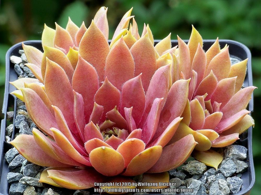 Photo of Hen and Chick (Sempervivum 'Rose Rosa') uploaded by turini