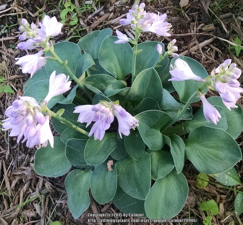 Photo of Hosta 'Blue Mouse Ears' uploaded by Catmint20906