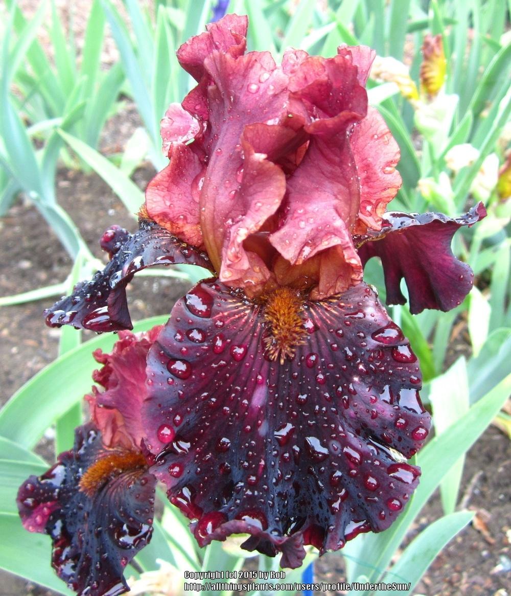 Photo of Tall Bearded Iris (Iris 'Smoky Shadows') uploaded by UndertheSun