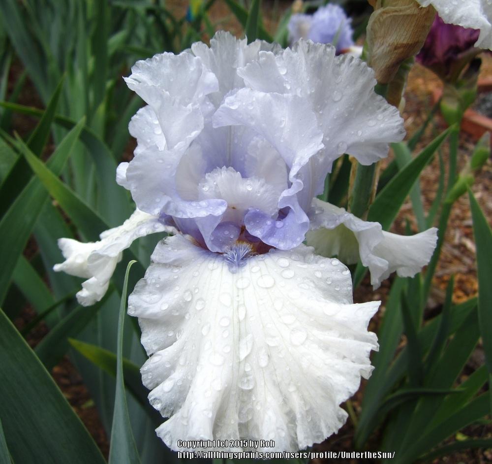 Photo of Tall Bearded Iris (Iris 'Chinook Winds') uploaded by UndertheSun