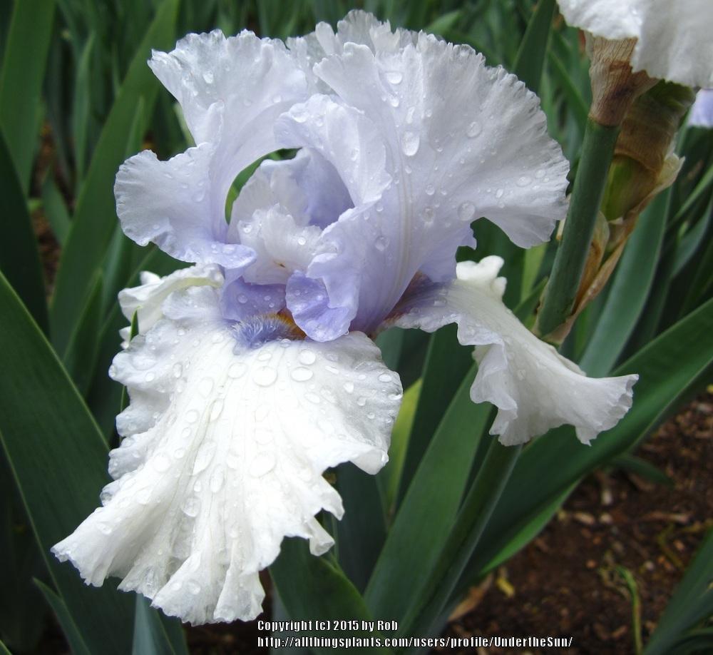 Photo of Tall Bearded Iris (Iris 'Chinook Winds') uploaded by UndertheSun