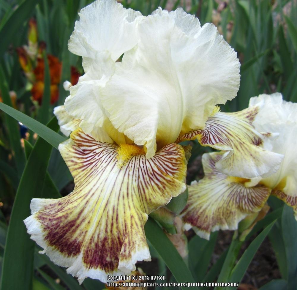 Photo of Tall Bearded Iris (Iris 'Spring Madness') uploaded by UndertheSun