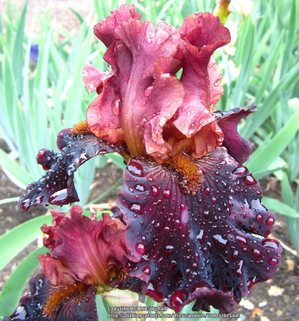 Photo of Tall Bearded Iris (Iris 'Smoky Shadows') uploaded by UndertheSun