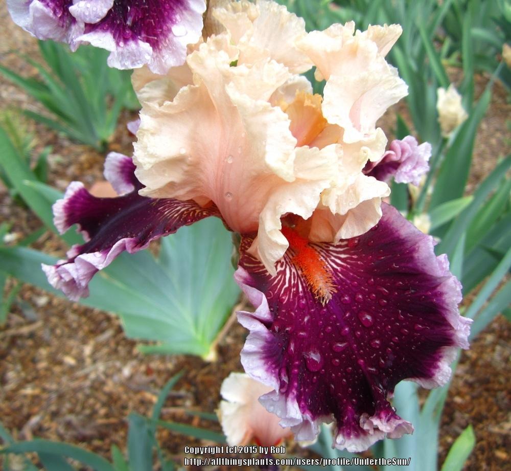 Photo of Tall Bearded Iris (Iris 'Dazzle') uploaded by UndertheSun