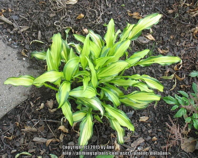Photo of Hosta 'First Mate' uploaded by ViolaAnn
