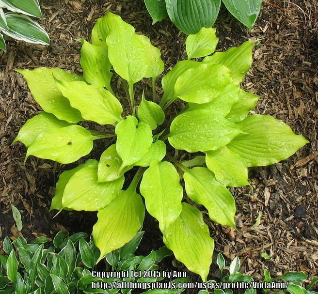 Photo of Hosta 'Tickle Me Pink' uploaded by ViolaAnn