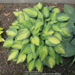 Location: Ottawa, ON
Date: 2015-06-21
A different plant from my previous picture. I have two divisions,