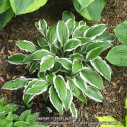 Location: Ottawa, ON
Date: 2015-06-21
One of my earliest hostas. I had a full border of it, but dug out