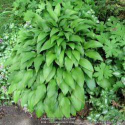 Location: Corner rock garden
Date: June 2015
This old plain green hosta is the one that will grow absolutely a