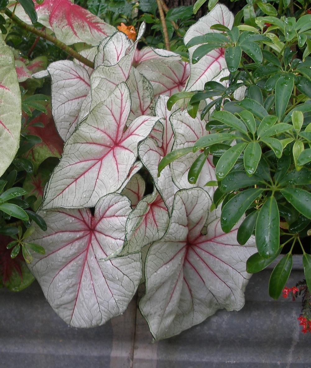 Photo of Fancy-leaf Caladium (Caladium 'Florida Fantasy') uploaded by needrain