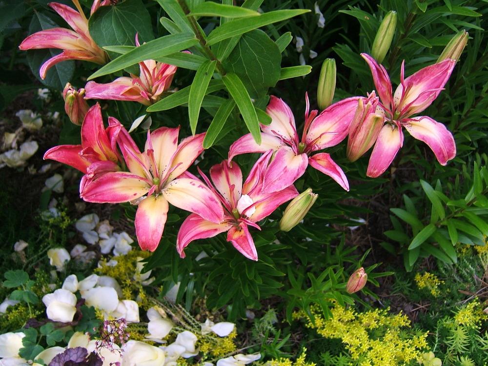 Photo of Lily (Lilium 'Arsenal') uploaded by pirl