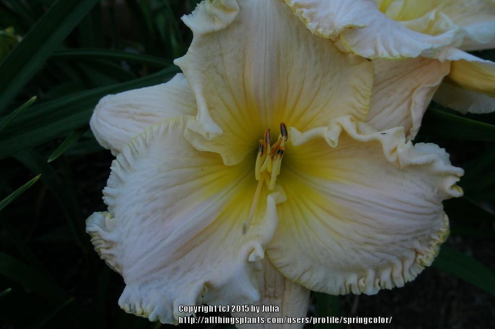Photo of Daylily (Hemerocallis 'Great White') uploaded by springcolor