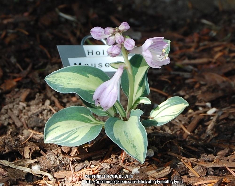 Photo of Hosta 'Holy Mouse Ears' uploaded by valleylynn