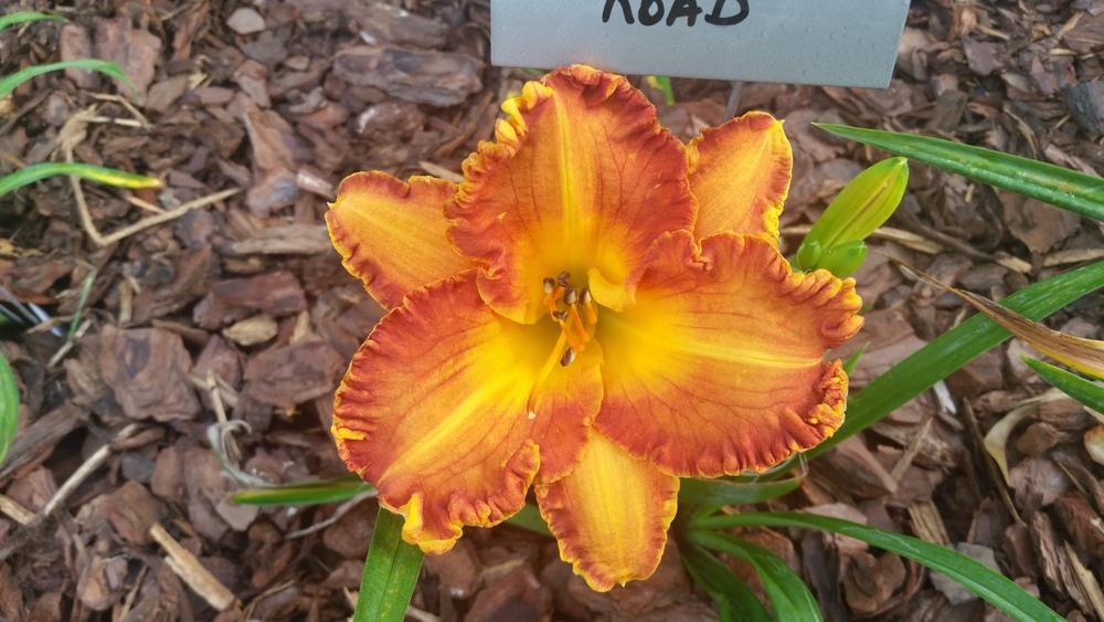 Photo of Daylily (Hemerocallis 'Copperhead Road') uploaded by value4dollars