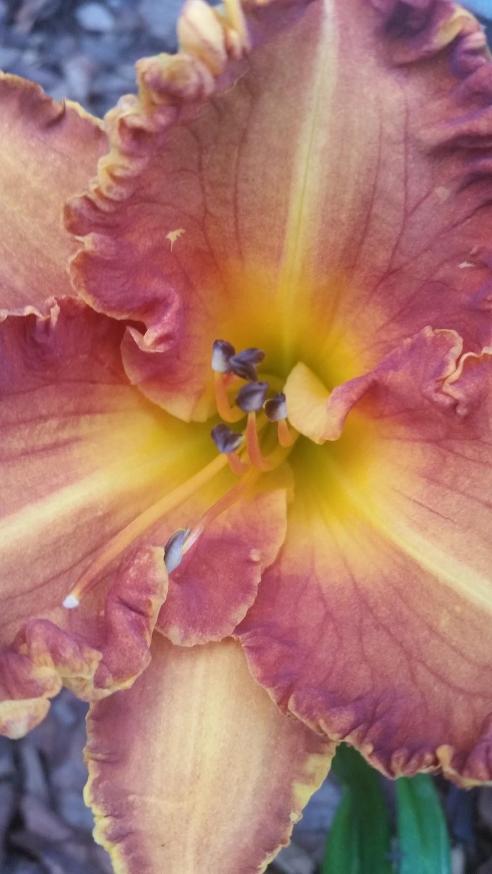 Photo of Daylily (Hemerocallis 'Copperhead Road') uploaded by value4dollars