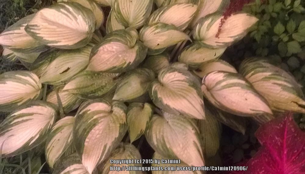 Photo of Hosta 'June' uploaded by Catmint20906