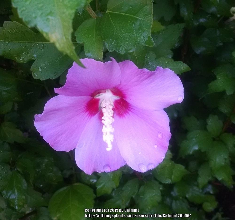 Photo of Rose Of Sharon (Hibiscus syriacus 'Minerva') uploaded by Catmint20906