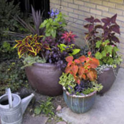 Watering Tricks and Tips for Container Gardening