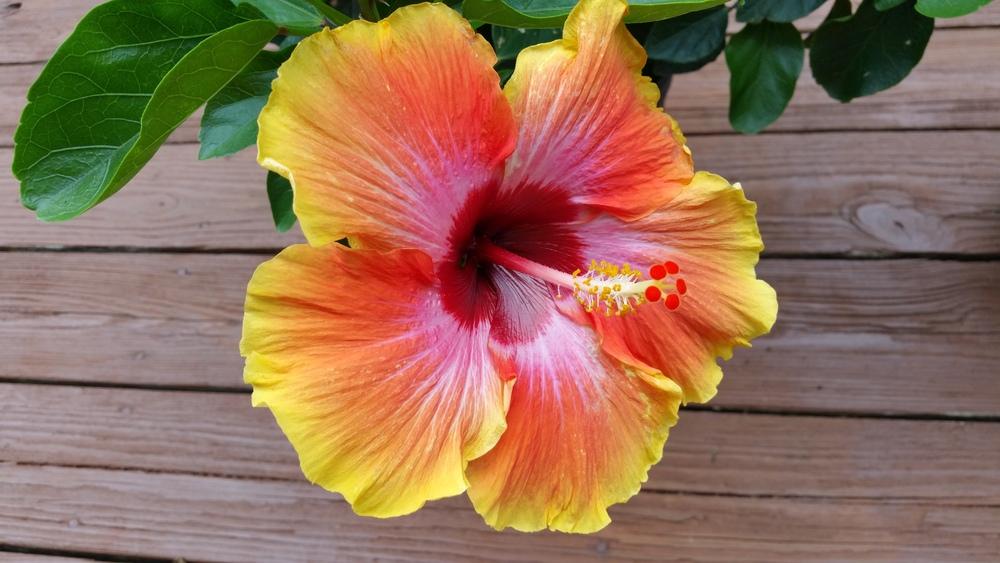 Photo of Hibiscus uploaded by Gerris2