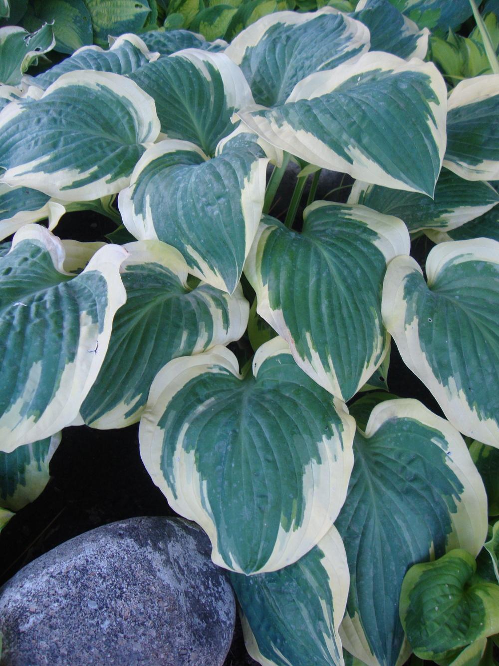Photo of Hosta 'Broad Band 1' uploaded by Paul2032